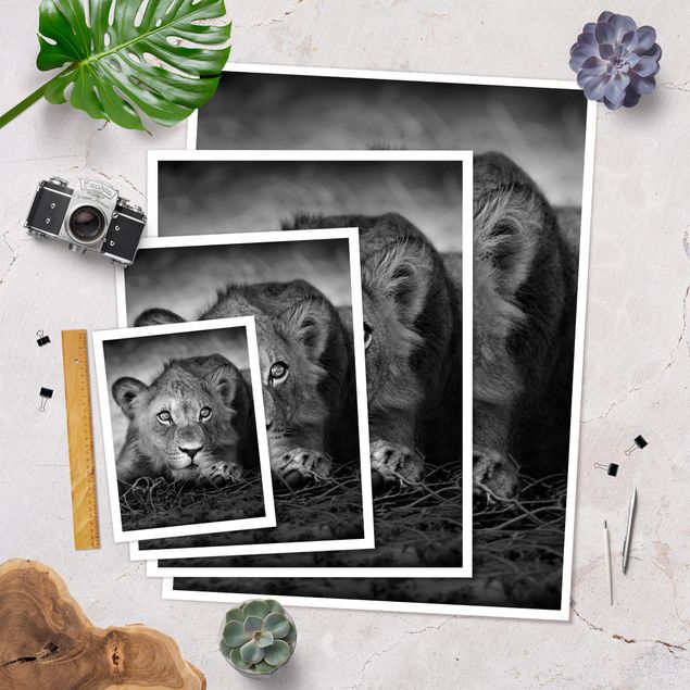 Pósters Lurking Lionbaby