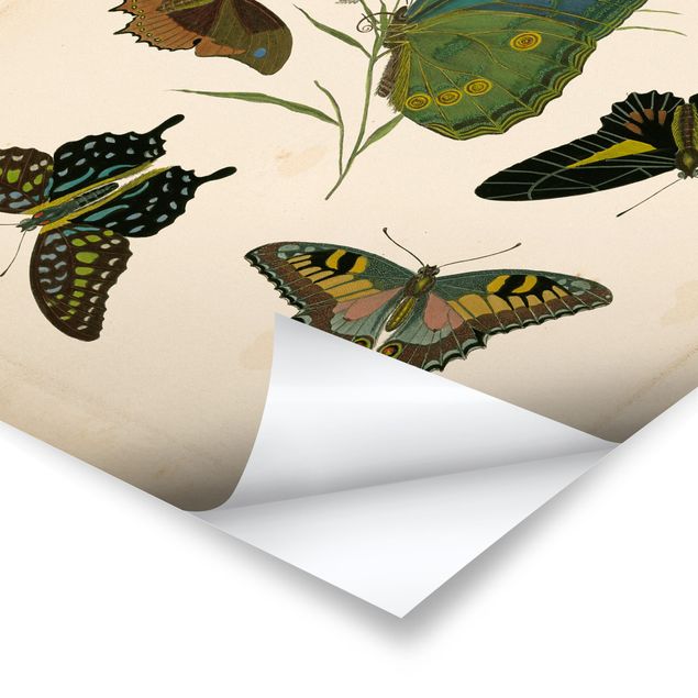 Cuadros modernos Vintage Illustration Exotic Butterflies