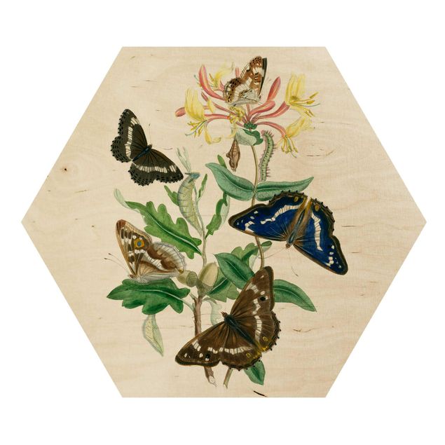cuadro hexagonal British Butterflies IV
