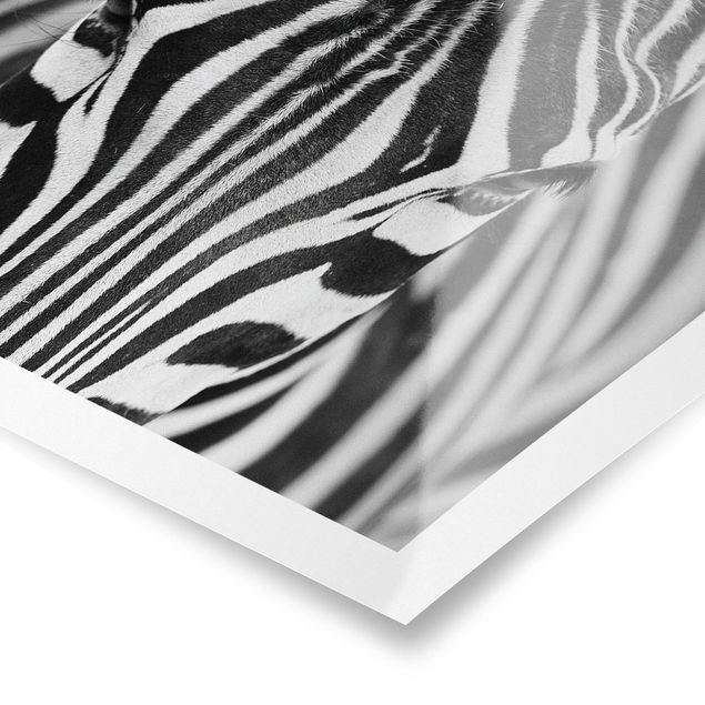Cuadros a blanco y negro Zebra Look