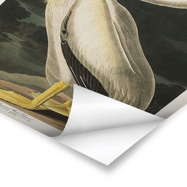 Láminas decorativas Vintage Board White Pelican