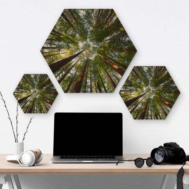 Hexagon Bild Holz - Mammutbaum Baumkronen