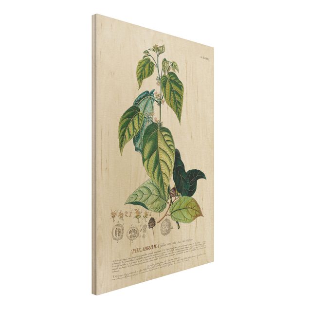 Decoración de cocinas Vintage Botanical Illustration Cocoa