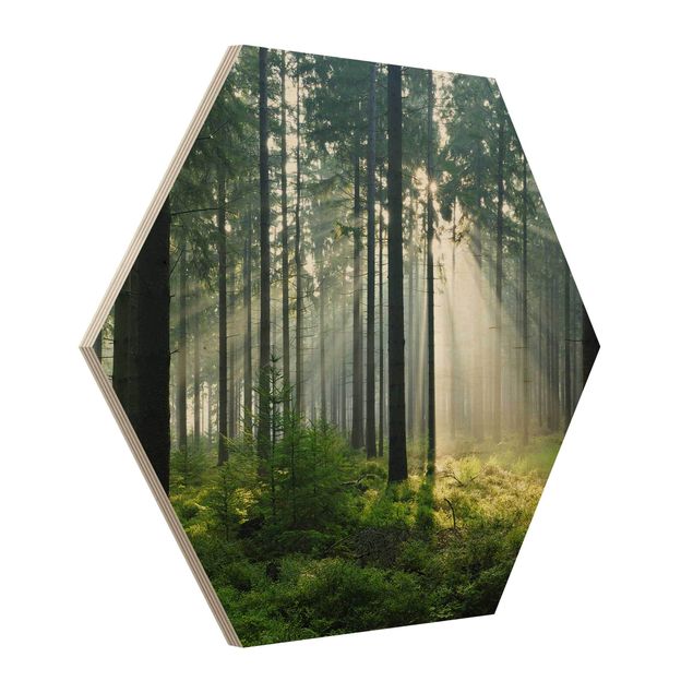 cuadros hexagonales Enlightened Forest
