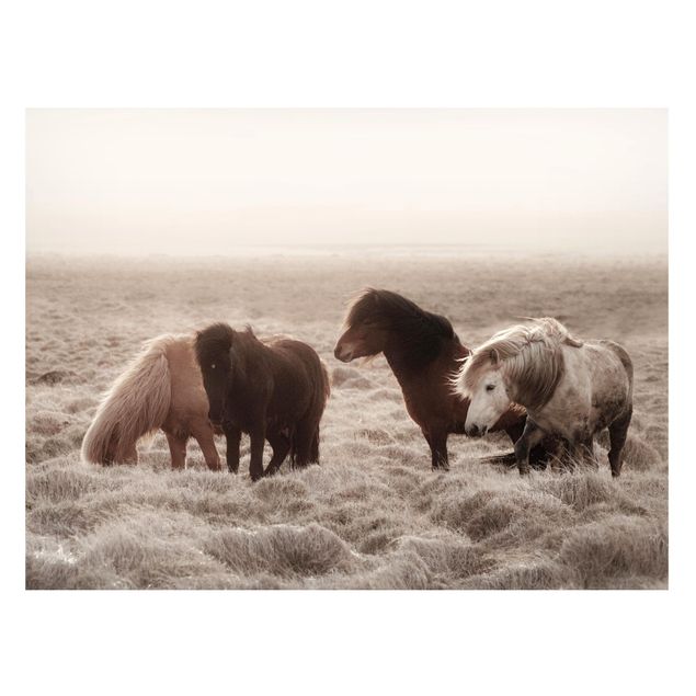 Cuadros de caballos Wild Icelandic Horse