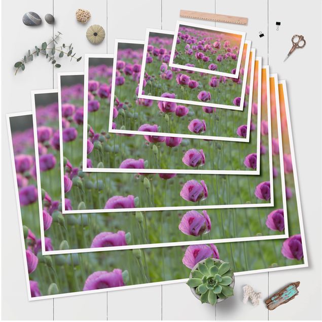 Cuadros decorativos Purple Poppy Flower Meadow In Spring