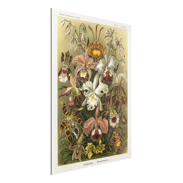 Cuadros de orquideas blancas Vintage Board Orchid