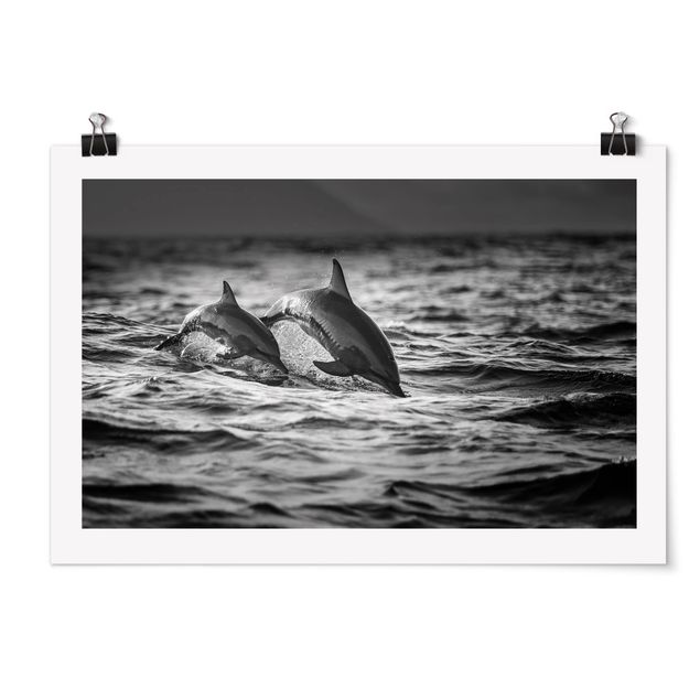 Póster animales Two Jumping Dolphins