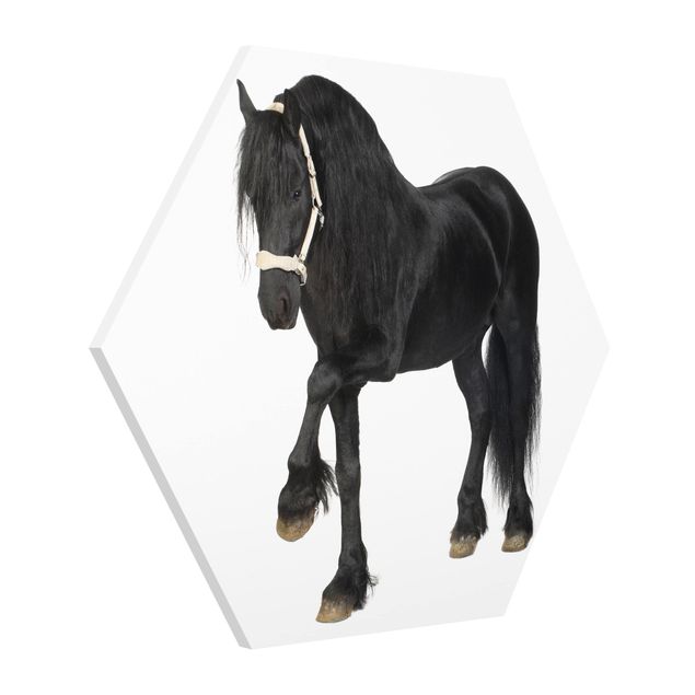Cuadros infantiles animales Friesian Mare