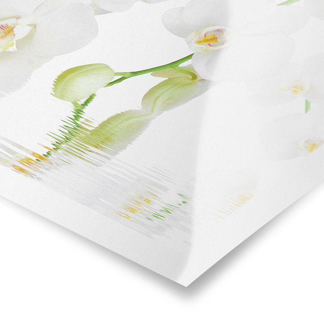Cuadros Spa Orchid - White Orchid