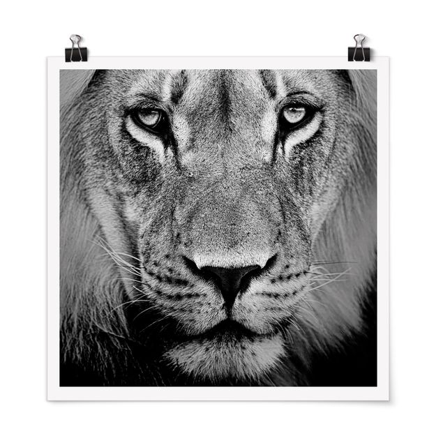 Póster blanco y negro Old Lion