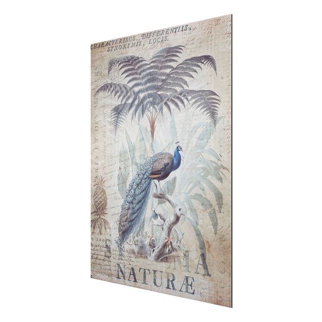 Cuadros flores Shabby Chic Collage - Peacock