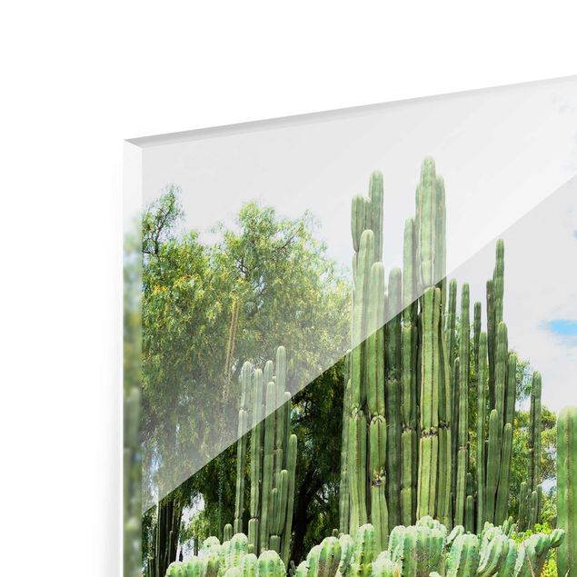 Cuadros plantas Cactus Landscape