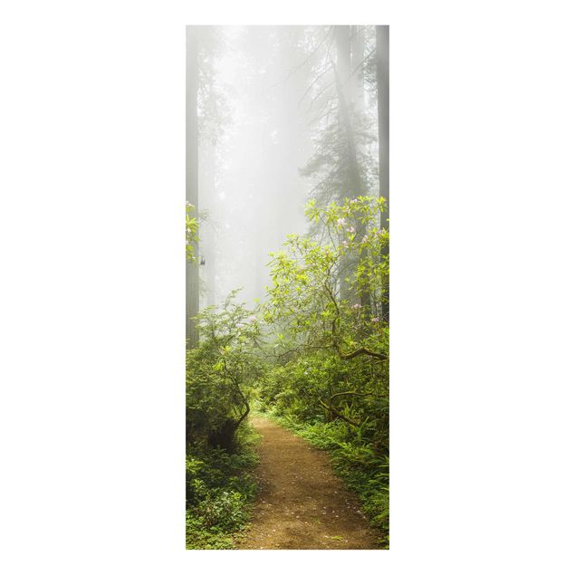 Cuadros naturaleza Misty Forest Path