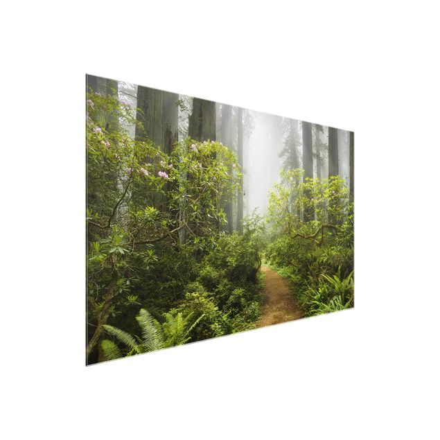 Cuadros de cristal paisajes Misty Forest Path