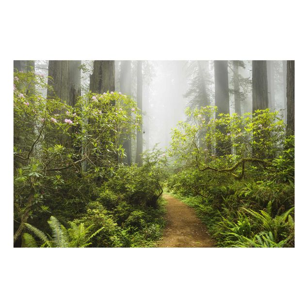 Cuadros de naturaleza Misty Forest Path