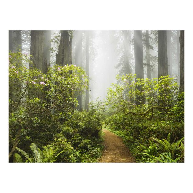 Cuadros paisajes naturaleza Misty Forest Path