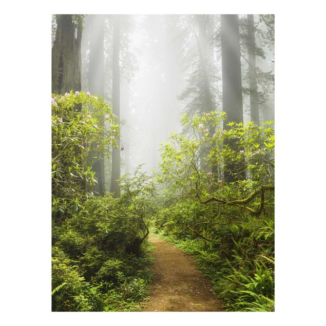 Cuadros naturaleza Misty Forest Path