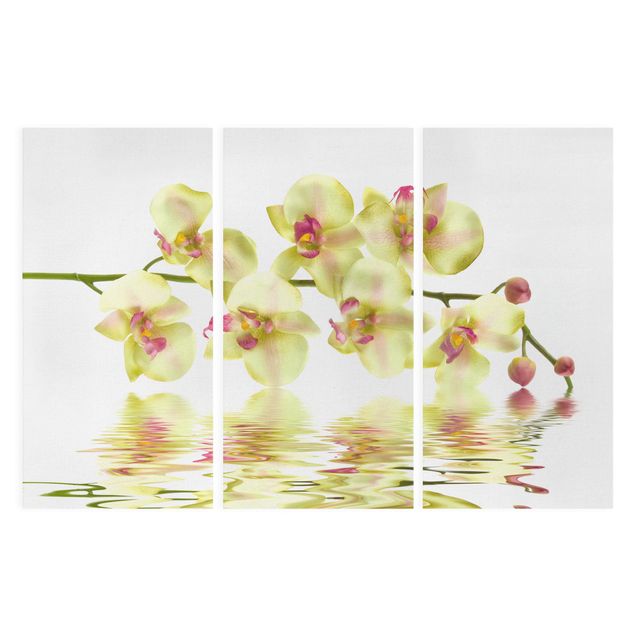 Cuadros de plantas naturales Dreamy Orchid Waters