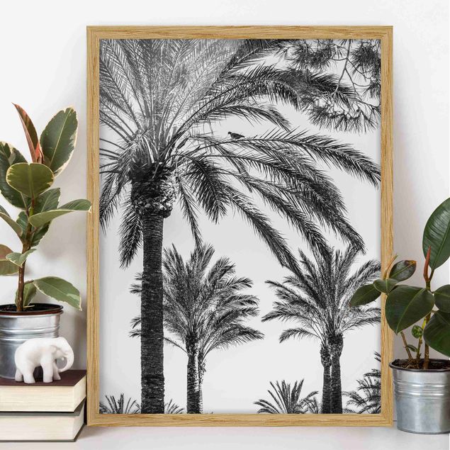 Decoración cocina Palm Trees At Sunset Black And White