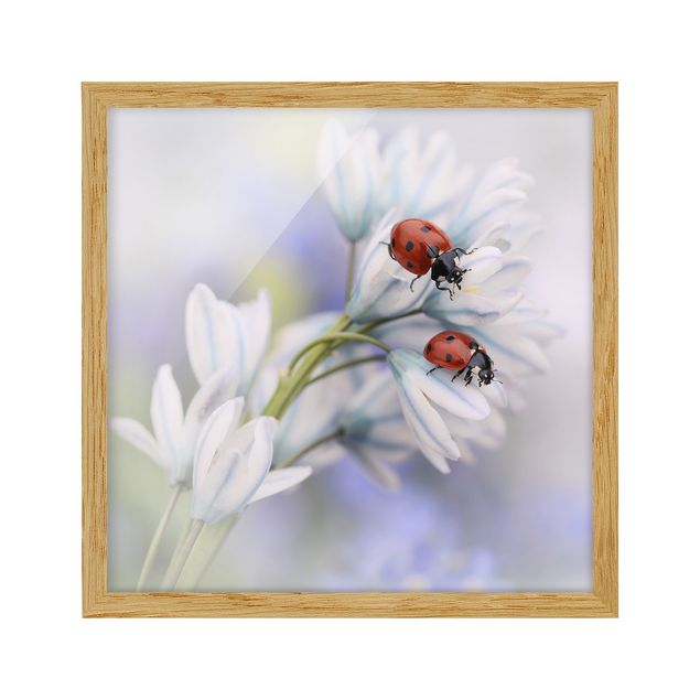 Cuadros de flores modernos Ladybird Couple