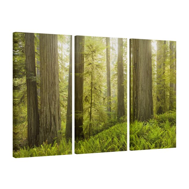 Lienzos paisajes Redwood State Park Forest View