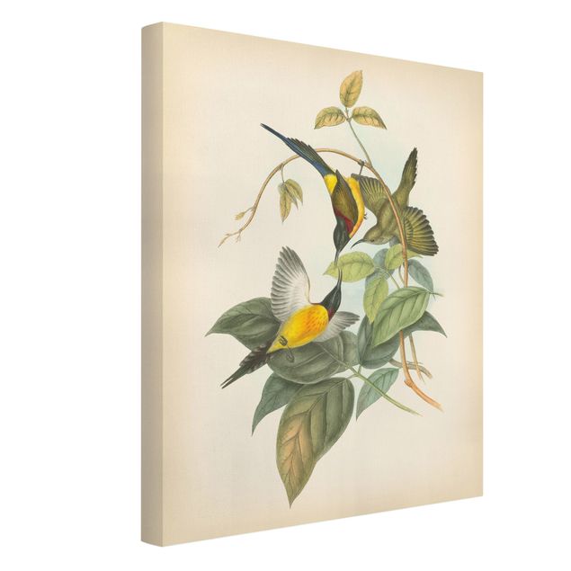 Cuadros plantas Vintage Illustration Tropical Birds IV