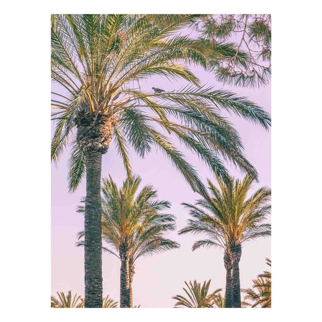 Cuadros de plantas Palm Trees At Sunset