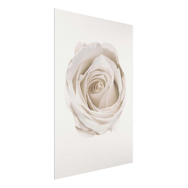 Cuadros de cristal flores WaterColours - Pretty White Rose