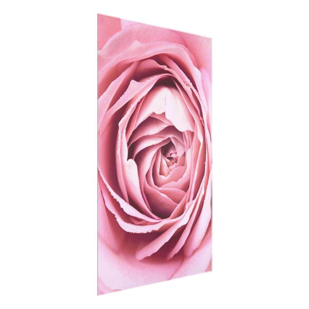 Cuadros de cristal flores Pink Rose Blossom