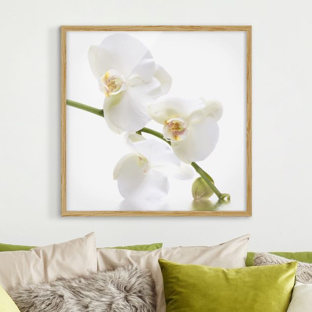 Cuadros de orquideas White Orchid Waters