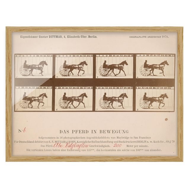 Reproducciones de cuadros Eadweard Muybridge - The horse in Motion