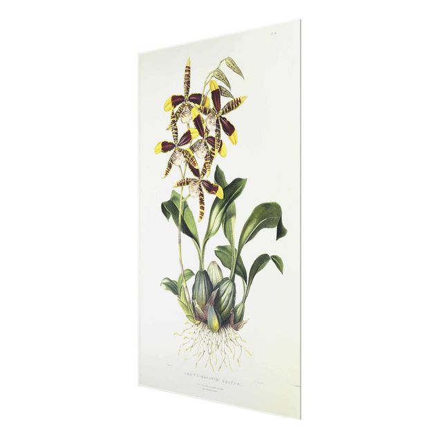 Cuadros de cristal flores Maxim Gauci - Orchid II