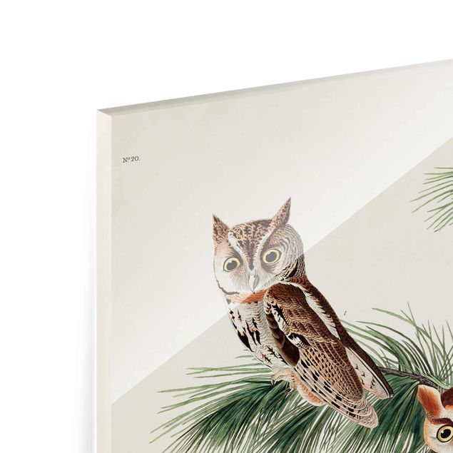 Cuadros marrón Vintage Board Screech Owl