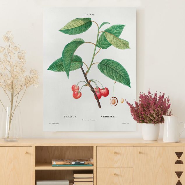 Decoración en la cocina Botany Vintage Illustration Red Cherries