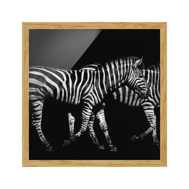 Pósters enmarcados de animales Zebra In The Dark