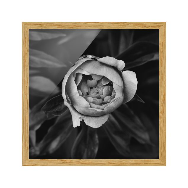 Cuadros de plantas Peonies In Front Of Leaves Black And White
