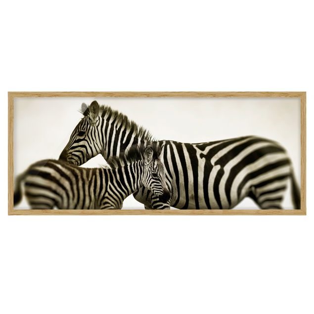 Pósters enmarcados de animales Zebra Couple