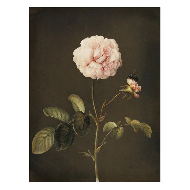Cuadros en lienzo de flores Barbara Regina Dietzsch - French Rose With Bumblbee