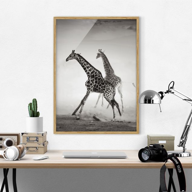 Cuadros de jirafas Giraffe Hunt