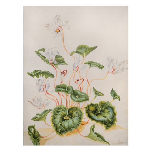 Cuadros de plantas naturales Anna Maria Sibylla Merian - White Violets