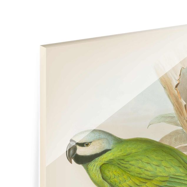 Tableros magnéticos de vidrio Vintage Illustration Tropical Birds II