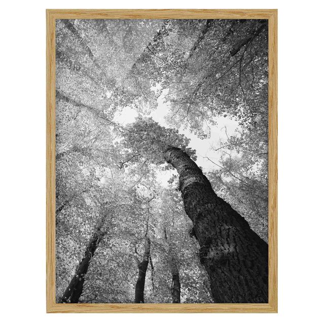 Pósters enmarcados en blanco y negro Trees Of Life II