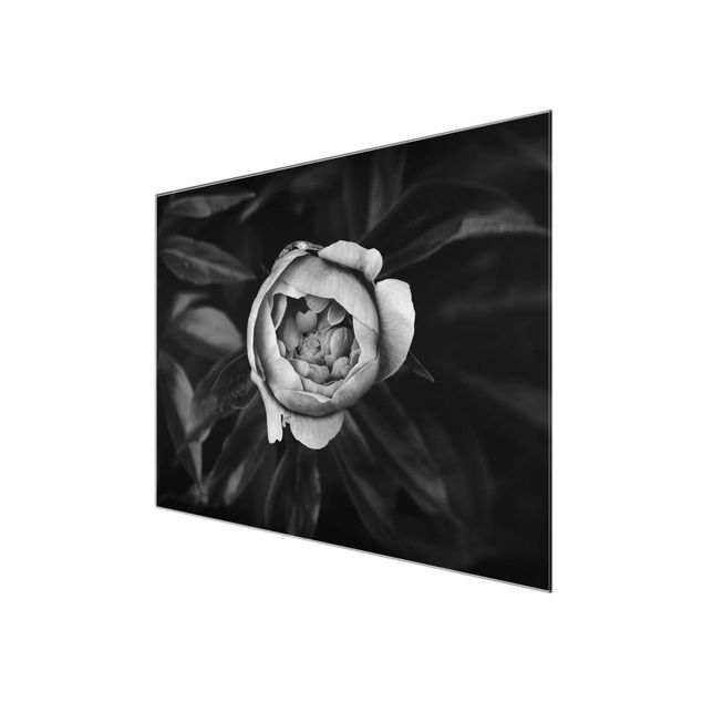 Cuadros plantas Peonies In Front Of Leaves Black And White