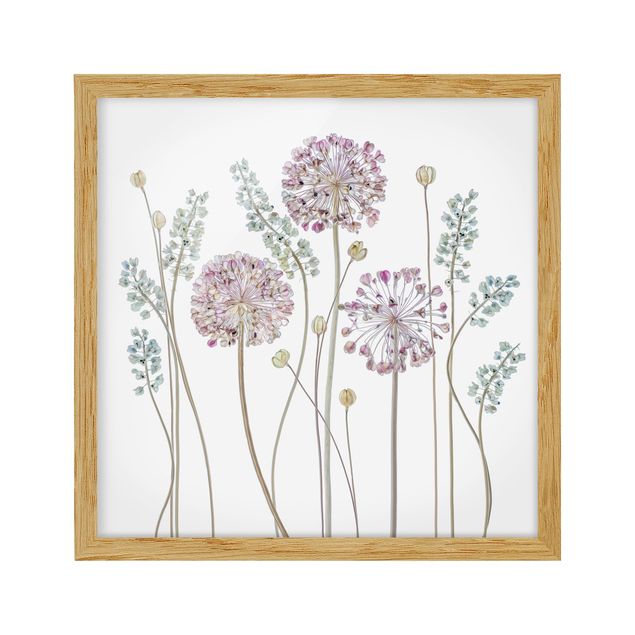 Cuadros de flores Allium Illustration