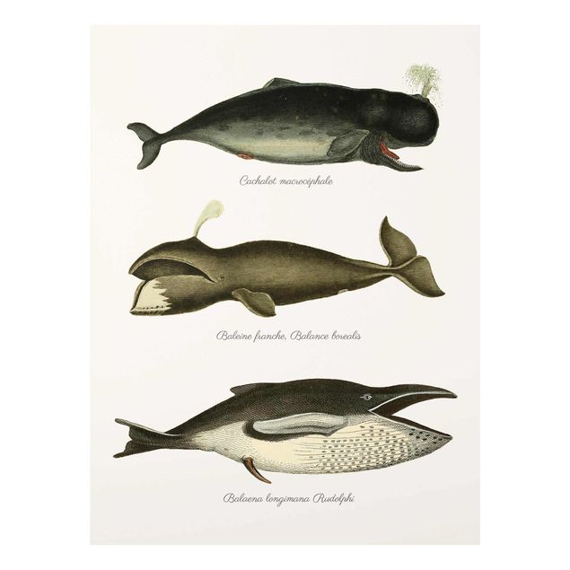 Cuadros retro Three Vintage Whales