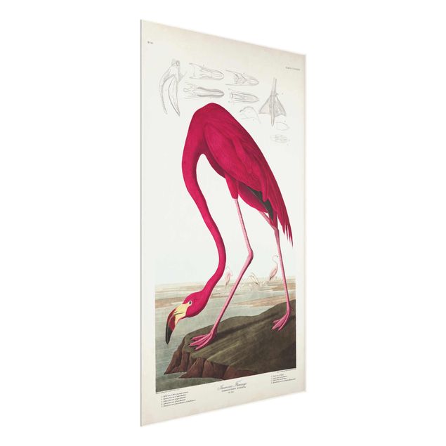 Cuadros de flores Vintage Board American Flamingo