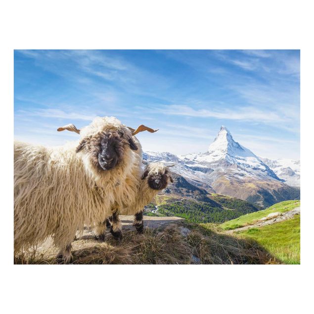 Cuadros de paisajes naturales  Blacknose Sheep Of Zermatt