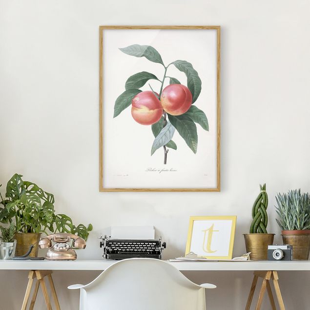 Cuadros de frutas modernos Botany Vintage Illustration Peach