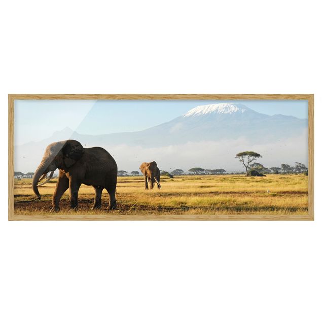 Pósters enmarcados de paisajes Elephants In Front Of The Kilimanjaro In Kenya